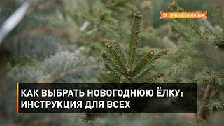 Как выбрать новогоднюю ёлку: инструкция для всех