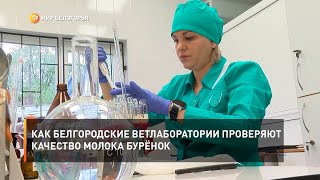Как белгородские ветлаборатории проверяют качество молока бурёнок