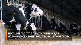 Текущий год стал продуктивным для молочного животноводства нашего региона