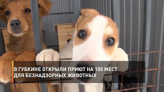 В Губкине открыли приют на 100 мест для безнадзорных животных