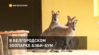 В Белгородском зоопарке бэби-бум