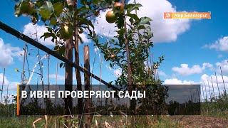 В Ивне проверяют сады