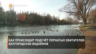Как происходит подсчёт пернатых обитателей белгородских водоёмов