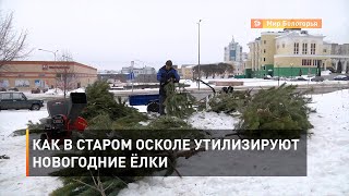 Как в Старом Осколе утилизируют новогодние ёлки