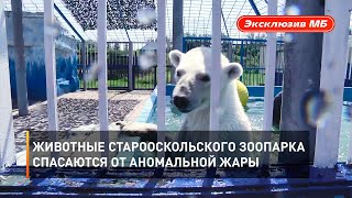 Животные Старооскольского зоопарка спасаются от аномальной жары 