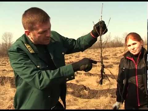 В Корочанском районе посадили журналистскую рощу