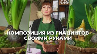 «Зеленее будет». Композиция из гиацинтов своими руками