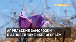 Апрельские заморозки в заповеднике «Белогорье»