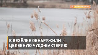 В Везёлке обнаружили целебную чудо-бактерию