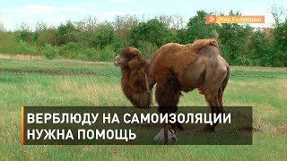 Верблюду на самоизоляции нужна помощь
