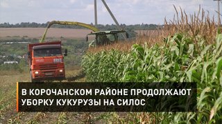 В Корочанском районе продолжают уборку кукурузы на силос