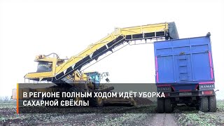 В регионе полным ходом идёт уборка сахарной свёклы