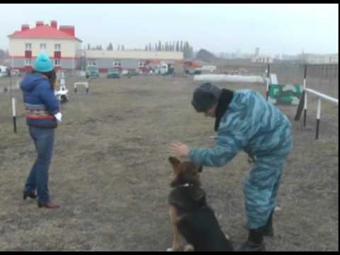 Кто лучший кинолог области