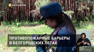 Противопожарные барьеры в белгородских лесах