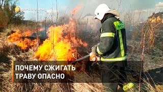 Почему сжигать траву опасно