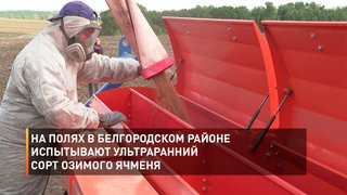 На полях в Белгородском районе испытывают ультраранний сорт озимого ячменя