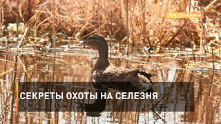 Секреты охоты на селезня 