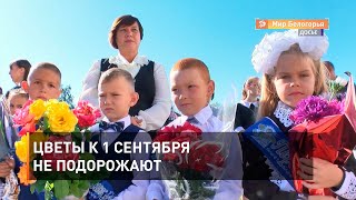 Цветы к 1 сентября не подорожают 