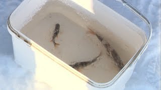 Секреты корочанской рыбалки