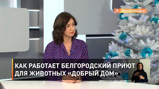 Как работает белгородский приют для животных «Добрый дом»