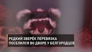 Редкий зверёк перевязка поселился во дворе у белгородцев