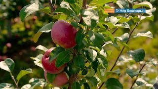 В Белгородской области станет больше яблоневых садов