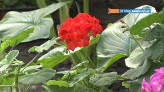 Алла Пугачева выращивает цветы в Чернянке