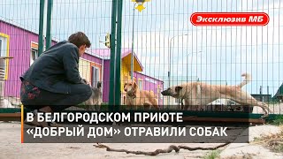 В белгородском приюте «Добрый дом» отравили собак