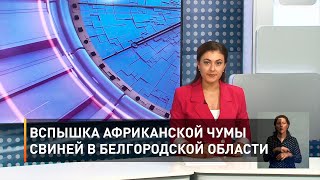 Вспышка африканской чумы свиней в Белгородской области 