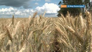 Цифровые технологии в земледелии