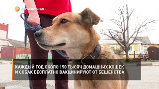 Каждый год около 150 тысяч домашних кошек и собак бесплатно вакцинируют от бешенства