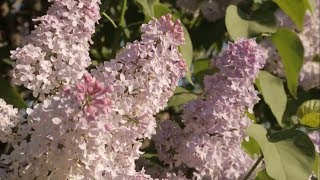 Белгородский фестиваль сирени