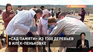 «Сад памяти» из 1300 деревьев в Илёк-Пеньковке