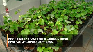 НИУ «БелГУ» участвует в федеральной программе «Приоритет-2030»