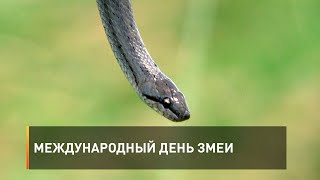 Международный день змеи
