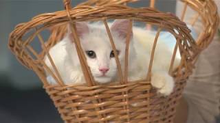 Как помочь бездомным животным