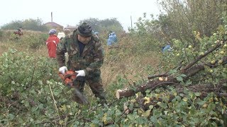 Борьба с американским кленом в Ямской степи