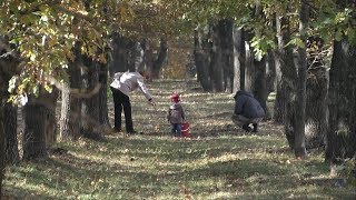 В Белгородской области собрали 150 тонн желудей 