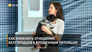 Как изменить отношение белгородцев к брошенным питомцам