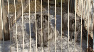 Серебряные песцы переехали в Старый Оскол