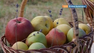 Фруктовый сад заложили в Волоконовском районе