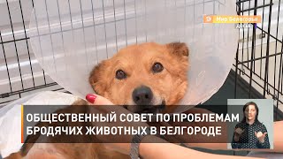 Общественный совет по проблемам бродячих животных в Белгороде