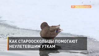Как старооскольцы помогают неулетевшим уткам 