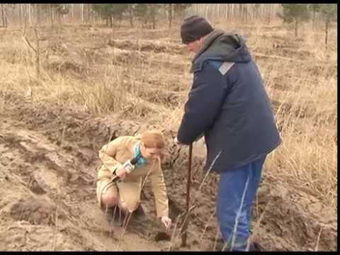 Восстановление леса в Старом Осколе