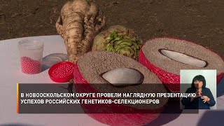 В Новооскольском округе провели наглядную презентацию успехов российских генетиков-селекционеров