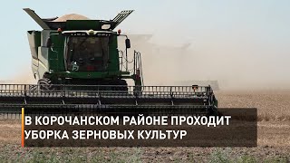 В Корочанском районе проходит уборка зерновых культур