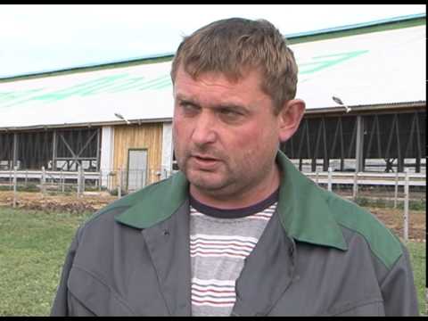 Молочное животноводство в новом формате