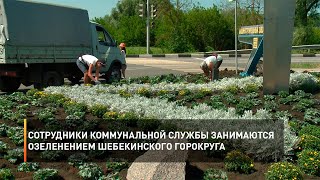 Сотрудники коммунальной службы занимаются озеленением Шебекинского горокруга