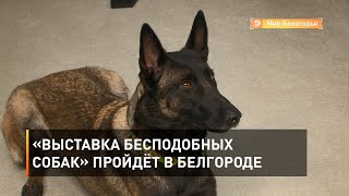 «Выставка бесподобных собак» пройдёт в Белгороде 