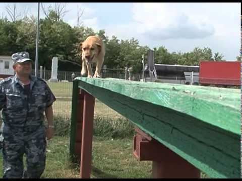 Белгородский кинолог-победитель